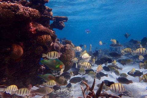 Lagoon Explorer - Ningaloo Reef Full-Day Kayaking And Snorkeling Adventure - Perths Hotel 2