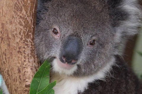 All Inclusive Blue Mountains Small-Group Day Trip From Sydney - Perths Hotel 1