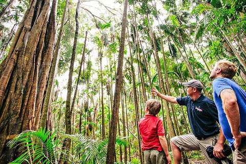 Natural Bridge & Springbrook Waterfalls Tour + Hot Air Balloon With Breakfast - Perths Hotel 5