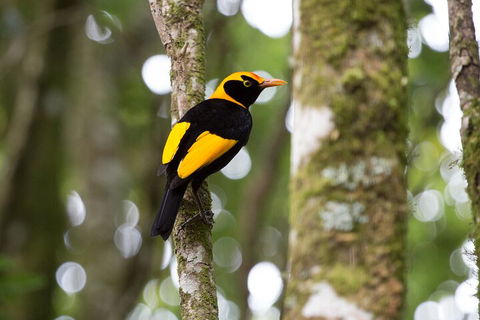 Lamington National Park, O'Reilly's & Vineyard Tour - Perths Hotel 4