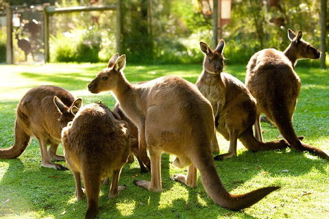 Yarra Valley Wine And Wildlife Self-Driving Tour - Perths Hotel 4