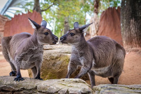 Australia Multi-City Attractions Pass - Perths Hotel 4
