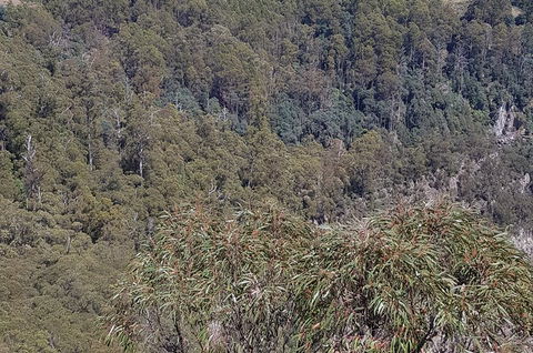 Leven Canyon Day Trip Including Wings Wildlife Park Or Gunns Plains Caves - Perths Hotel 4