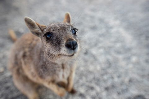 Chillagoe Caves And Outback Day Trip From Cairns - Perths Hotel 2