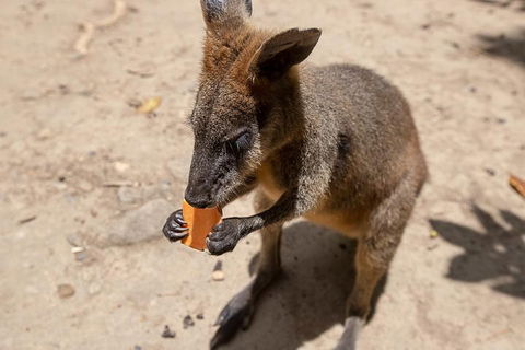 Chillagoe Caves And Outback Day Trip From Cairns - Perths Hotel 5