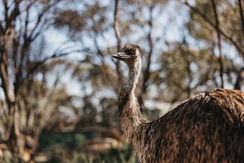 Wave Rock, York, Wildflowers, And Aboriginal Cultural Day Tour From Perth - Perths Hotel 4