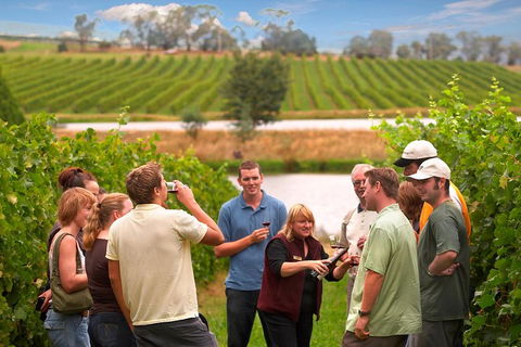 Yarra Valley Balloon Flight And Winery Tour - Perths Hotel 4