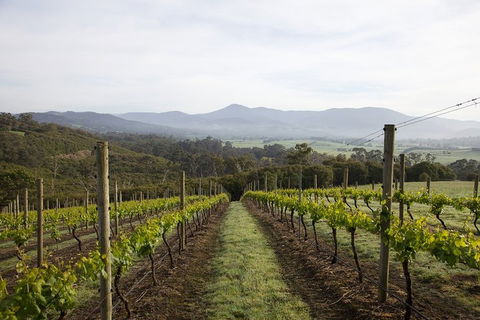 Yarra Valley 2-6 Guests Premium Food And Wine Inc Lunch At Dominique Portet - Perths Hotel 1
