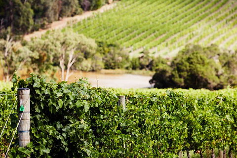 Yarra Valley Premium Tour Inc Lunch And Cheese, Chocolate Fondue At Rochford - Perths Hotel 5