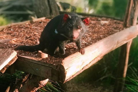 Bonorong Wildlife Park And Richmond Afternoon Tour From Hobart - Perths Hotel 4