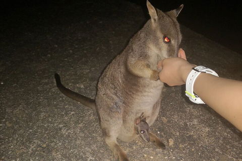 Private Tour To Paronella Park, Historic Village Herberton And Wild Life Wallaby - Perths Hotel 0
