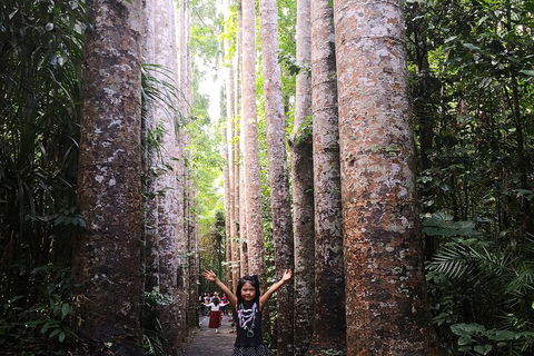 Private Tour To Paronella Park, Historic Village Herberton And Wild Life Wallaby - Perths Hotel 2