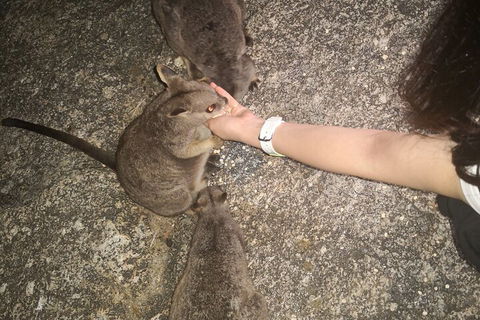 Private Tour To Paronella Park, Historic Village Herberton And Wild Life Wallaby - Perths Hotel 4