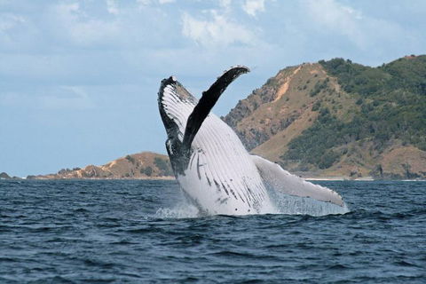 Byron Bay Whale Watching Cruise - Perths Hotel 0