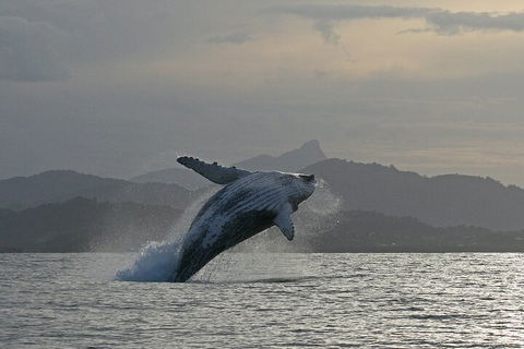 Byron Bay Whale Watching Cruise - Perths Hotel 1