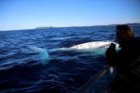 Byron Bay Whale Watching Cruise - Perths Hotel 2