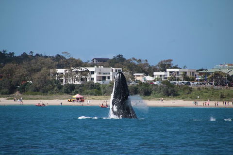 Byron Bay Whale Watching Cruise - Perths Hotel 3
