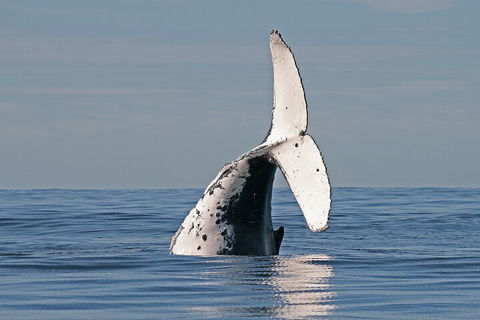 Byron Bay Whale Watching Cruise - Perths Hotel 4