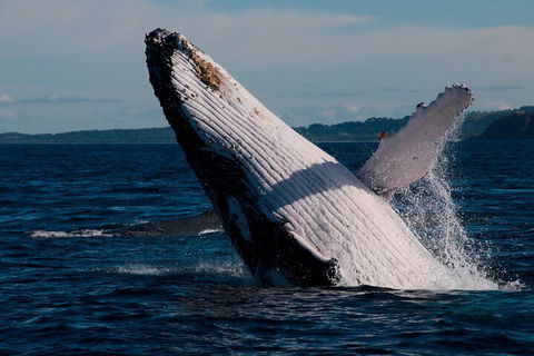 Byron Bay Whale Watching Cruise - Perths Hotel 5