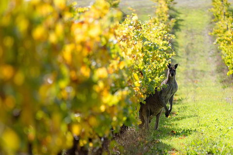 Margaret River 3 Day Escape - Perths Hotel 4