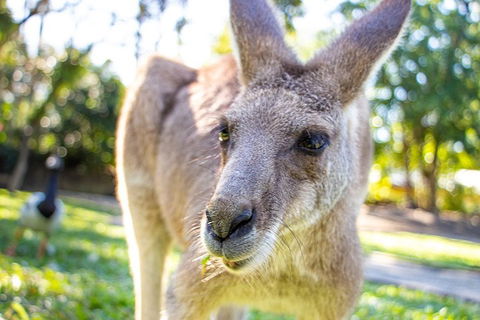 Virtual Interactive Australian Wildlife Tour With Private Guide-Wildlife Habitat - Perths Hotel 2