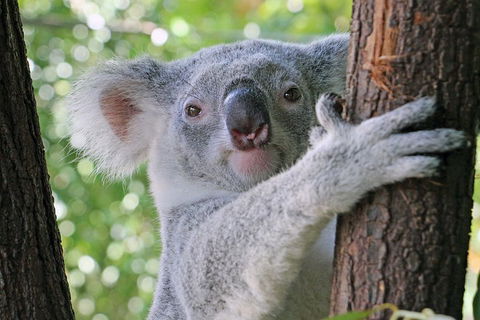 Virtual Interactive Australian Wildlife Tour With Private Guide-Wildlife Habitat - Perths Hotel 3
