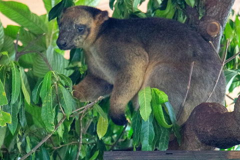 Virtual Interactive Australian Wildlife Tour With Private Guide-Wildlife Habitat - Perths Hotel 4