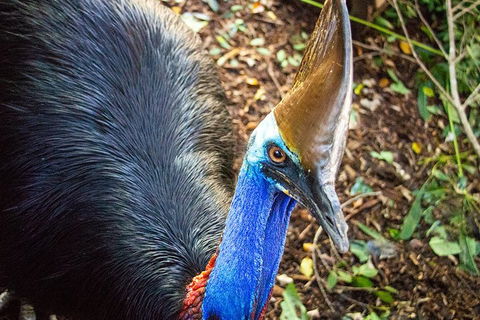 Virtual Interactive Australian Wildlife Tour With Private Guide-Wildlife Habitat - Perths Hotel 5