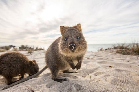 Rottnest Bayseeker Bus Tour From Hillarys Boat Harbour - Perths Hotel 1