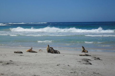 Kangaroo Island In A Day Tour From Adelaide - Perths Hotel 1