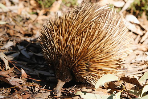 Kangaroo Island In A Day Tour From Adelaide - Perths Hotel 2