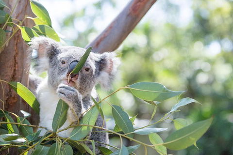 Kangaroos & Koala Encounter Experience (Half Day Private Tour) - Perths Hotel 5