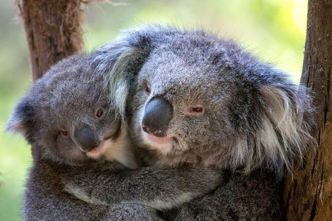 Healesville Sanctuary General Entry Ticket - Perths Hotel 0