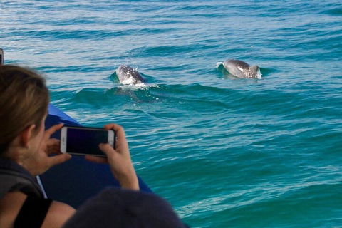 Cruise With Dolphins In Byron Bay - Perths Hotel 1