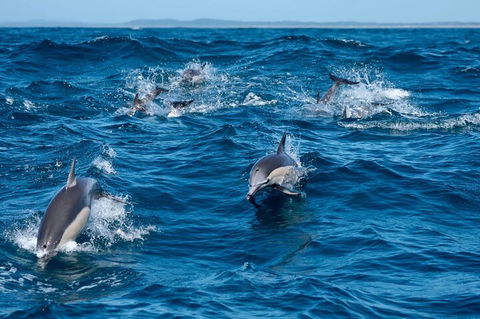 Cruise With Dolphins In Byron Bay - Perths Hotel 2