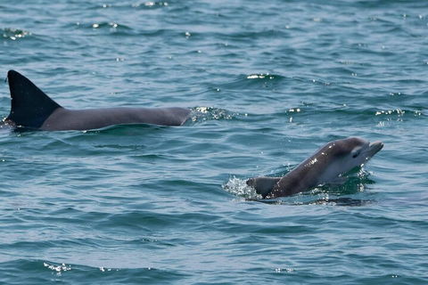 Cruise With Dolphins In Byron Bay - Perths Hotel 5