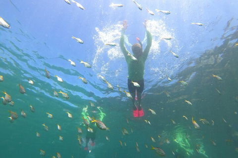 Manly Snorkel Trip And Nature Walk With Local Guide - Perths Hotel 0
