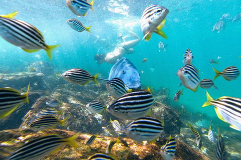 Manly Snorkel Trip And Nature Walk With Local Guide - Perths Hotel 2