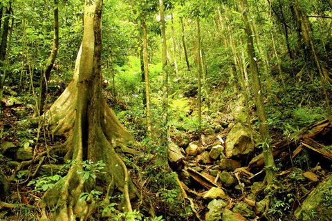 Barron Gorge And Kuranda National Park Half Day Rainforest And Waterfall 4WD Tour From Cairns - Perths Hotel 4