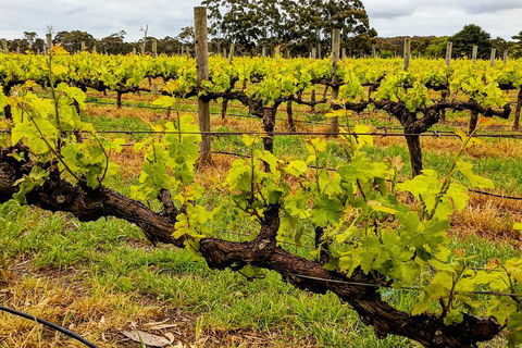 Margaret River Indulge And Discover Day Tour - Perths Hotel 5