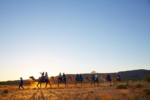 Alice Springs Camel Tour - Perths Hotel 1