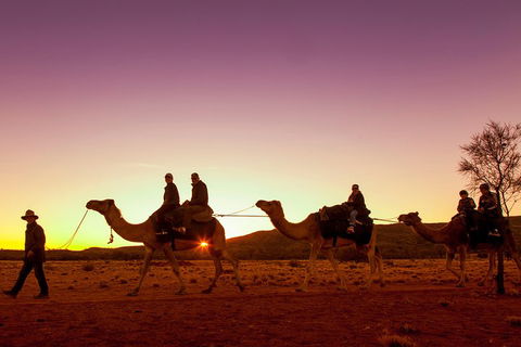 Alice Springs Camel Tour - Perths Hotel 4