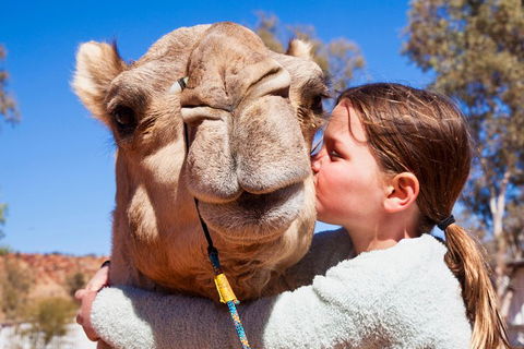 Alice Springs Camel Tour - Perths Hotel 5