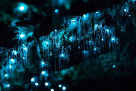 Hinterland Magic & Glow-worm Experience - Perths Hotel 1