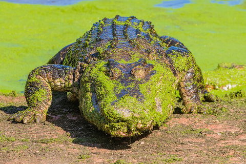 3 In 1 Tour: Matsoâ€™s Brewery, Broome Museum & Malcolm Douglas Crocodile Park - Perths Hotel 4
