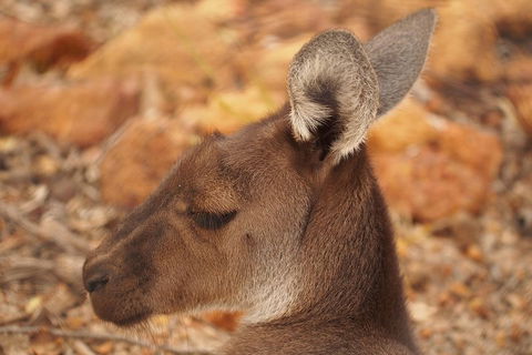 Australian Animals, Seascape And Sunset Photography Tour - Perths Hotel 0