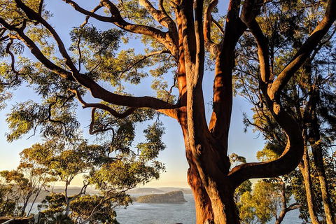 Manly & Sydney's Northern Beaches With 'Personalised Sydney Tours' - Perths Hotel 4