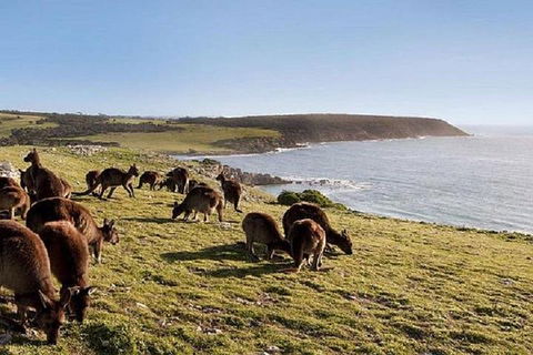 Kangaroo Island Personal Group Tours - Perths Hotel 0