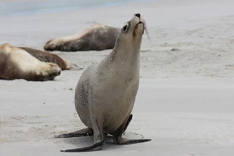 Kangaroo Island Personal Group Tours - Perths Hotel 4