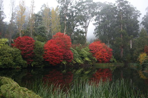 LGBT+ Friendly Full Day Yarra Valley & Dandenong Ranges Private Tour - Perths Hotel 2